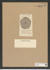 Triceratium janischii Truan et Witt. (de-Toni-Nr.: Genus 148, Species 4103*) Zeichnungen Sammlung Grunow Nr. 7638 (NHMW-BOT-W0376820)